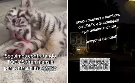 “Seguimos contratando” en CJNG; 6 cuentas de TikTok burlan limpia de Harfuch