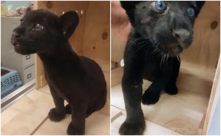 Rescatan una cría de jaguar; iba a ser enviado por mensajería