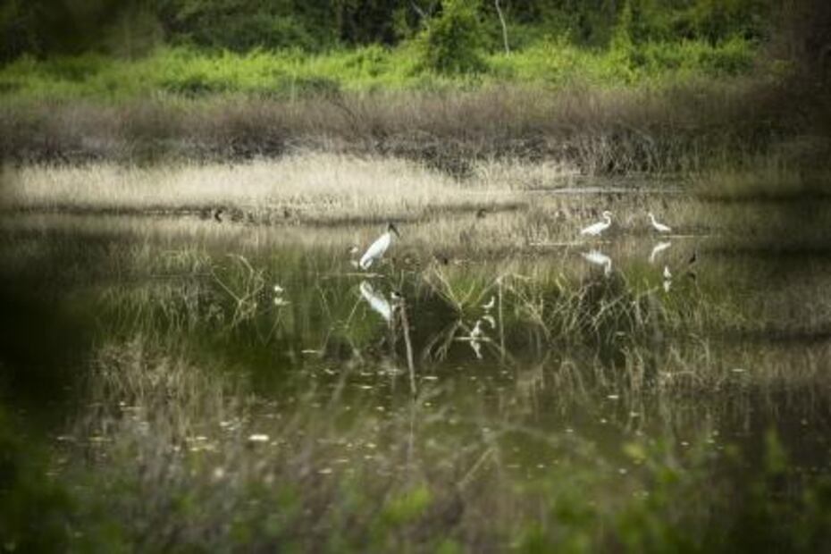 Cacaluta, and endangered paradise