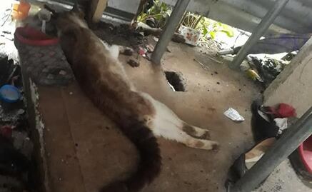 Envenenan a 20 animales domésticos en Veracruz