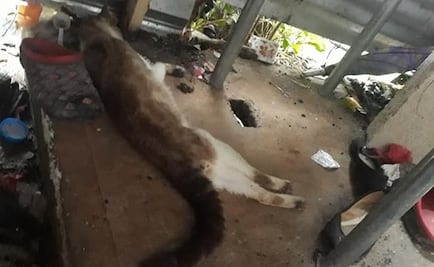 Envenenan a 20 animales domésticos en Veracruz