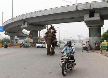 India busca dar hogar a elefantes domesticados en calles de Nueva Delhi