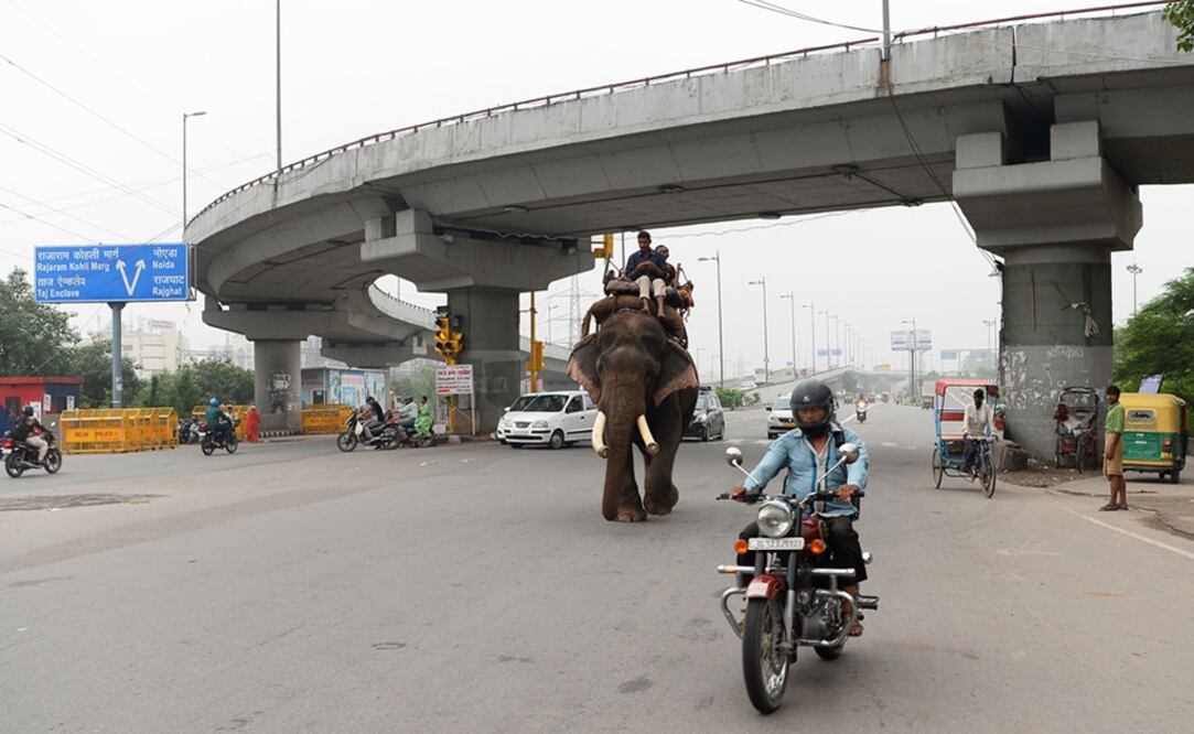 Heera, uno de los 6 últimos elefantes callejeros en la ciudad. (Foto: AFP)