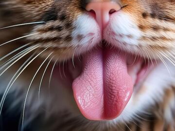 Descubre los motivos por los que los gatos tienen la lengua áspera