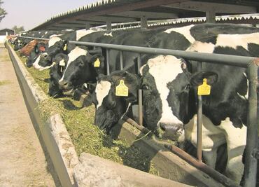 Introducen alimentos al país… pese a brote de plagas