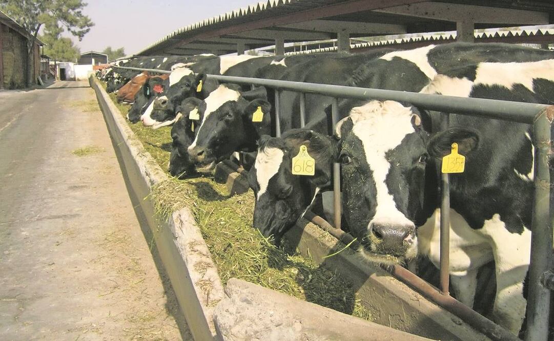 Con el Pacic, pueden llegar enfermedades exóticas, como fiebre aftosa y fiebre porcina, alerta Senasica.