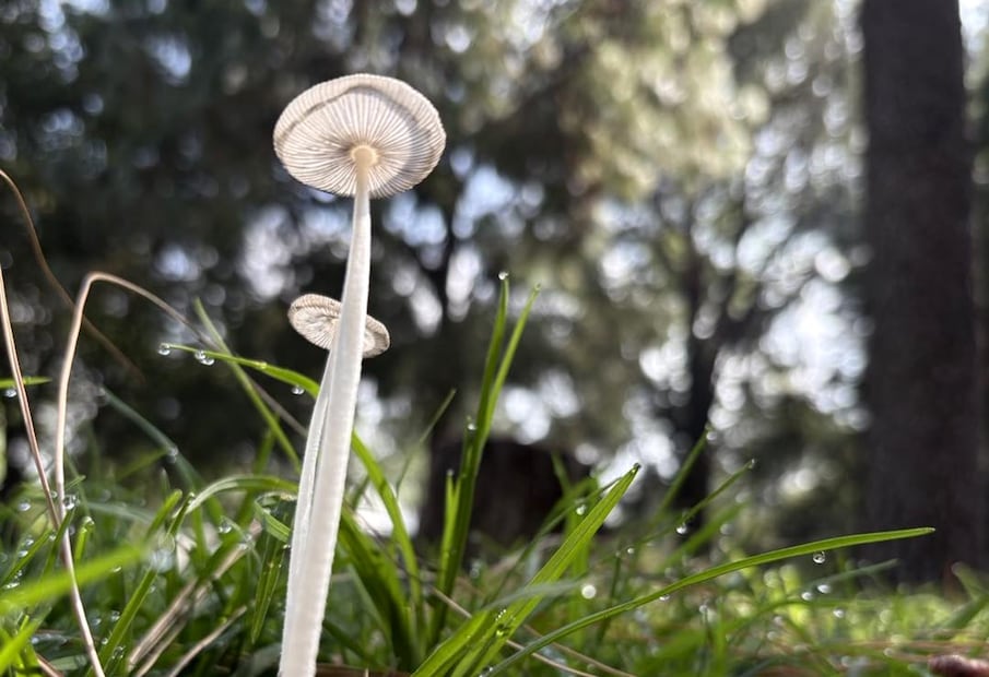 El Jardín Botánico de la UNAM se transforma en un espacio sensorial para celebrar el amor en sus diversas formas. Facebook: Jardín Botánico IB-UNAM