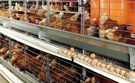 Localiza y cierra Senasica focos de influenza aviar 