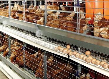 Localiza y cierra Senasica focos de influenza aviar