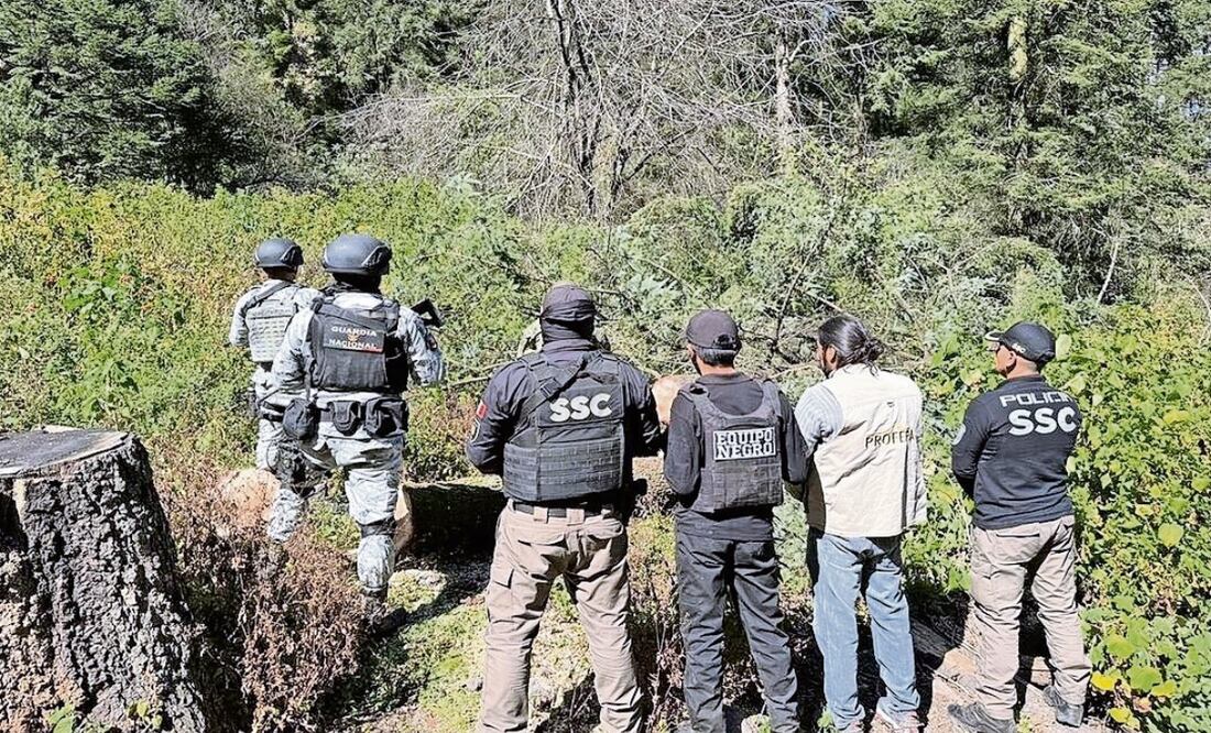 En lo que va del año se han asegurado 128 metros cúbicos de madera en rollo, 635 metros cúbicos de madera en escuadrilla y 106 metros cúbicos de tierra de monte, destacó la Sedema. Foto: Especial