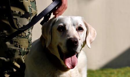 Frida, la perrita rescatista, presenta problemas de salud pero se encuentra estable