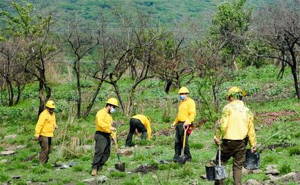Refuerzan temporada de reforestación en Morelos