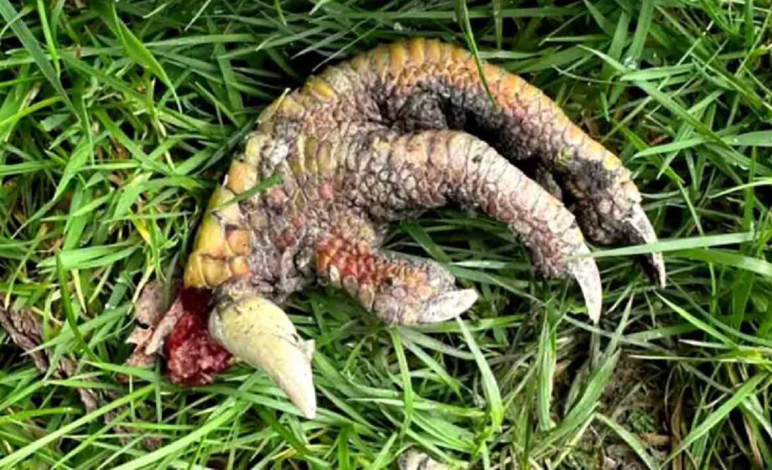 Laura Moorcroft, residente de Flintshire, Gales, dijo que regresaba junto a su esposo al hogar cuando fueron testigos de la que denominaron una "garra de dinosaurio". Foto: Redes sociales