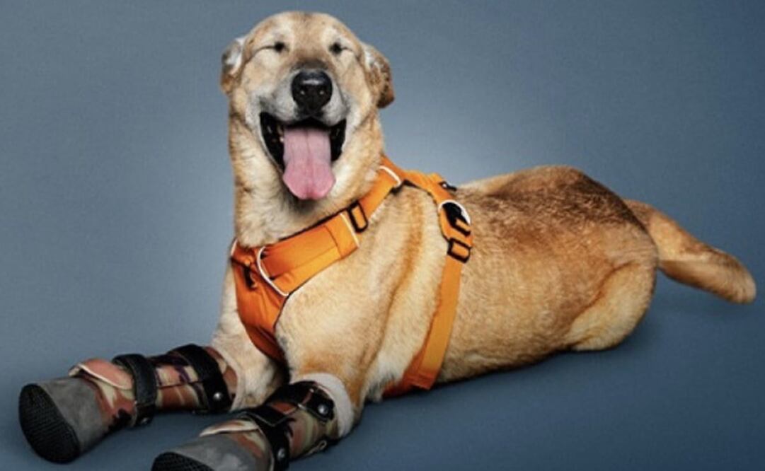 Foto: America´s Favorite Pet 2023