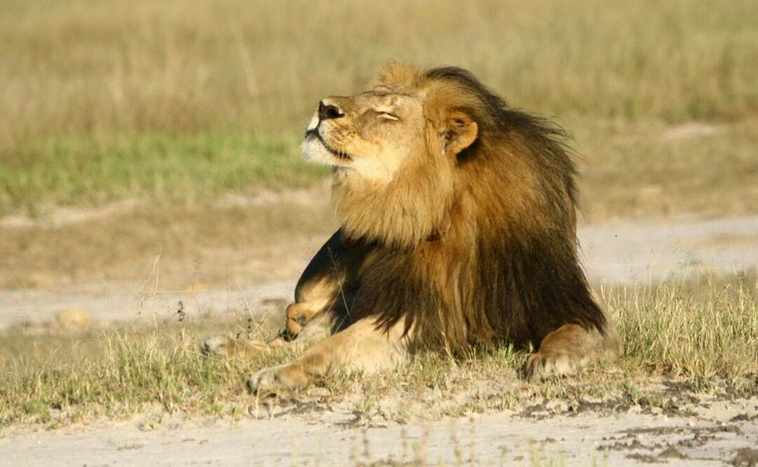 El famoso león Cecil fue obligado a salir con engaños del parque Hwange. Primero lo hirieron con arco y flecha, después lo remataron con un arma de fuego, según defensores de la fauna en Zimbabue    Foto: Reuters