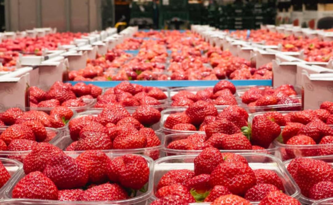 La fresa mexicana es cultivada por casi 5 mil productores, de los cuales el 97% tienen 10 hectáreas o menos de dicho cultivo. Foto: iStock