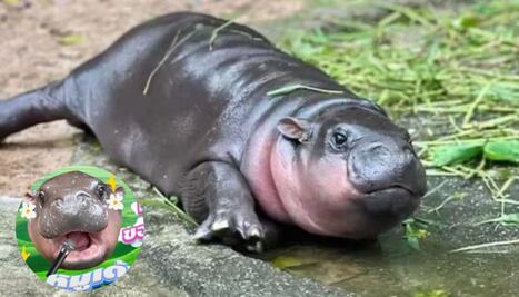 De Asia para el mundo; canción inspirada en Moo Deng se vuelve un éxito viral