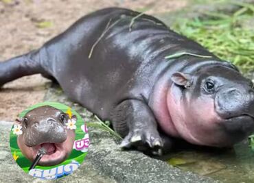 De Asia para el mundo; canción inspirada en Moo Deng se vuelve un éxito viral