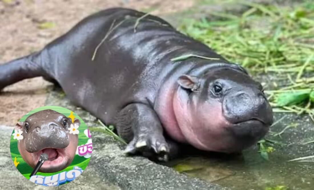Un músico tailandés creo una canción inspirada en el hipopótamo viral. Fotos: Redes Sociales