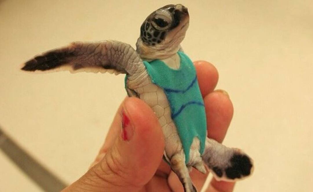 Una de las tortugas a las que se le colocó la "ropa de baño". Foto: Universidad de Queensland