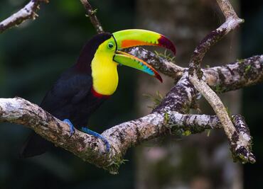 Viaja a Calakmul para descubrir 350 especies de aves