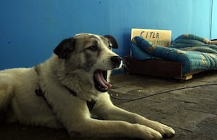 Gobierno de CDMX instala mesa de diálogo con partes involucradas en caso del Refugio Franciscano; buscan garantizar cuidado de animales