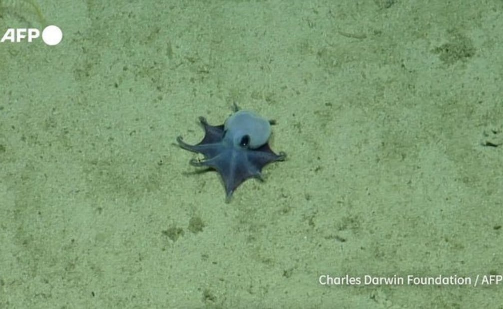 Este pequeño pulpo azul fue descubierto en las profundas aguas de las Islas Galápagos, por un equipo de investigadores. Foto: APF