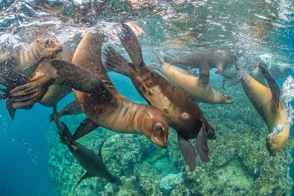 Crías de Lobo Marino de California juguetean en La Lobera, un pequeño islote al norte de la isla Espíritu Santo. (Fotografía: Octavio Aburto)