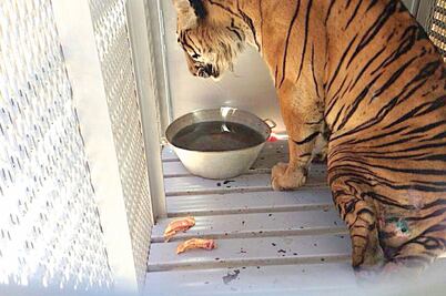 Trasladan a 11 felinos a un santuario en EU