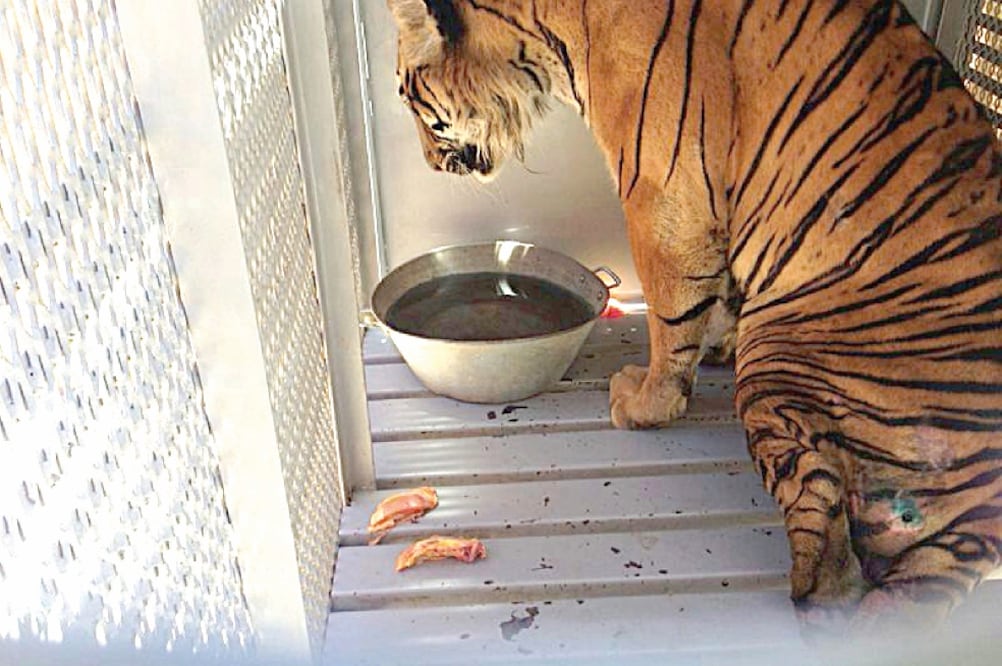 La Semar y la Profepa detallaron que 6 tigres, 2 jaguares, 2 leones y un leopardo fueron decomisados (Especial)