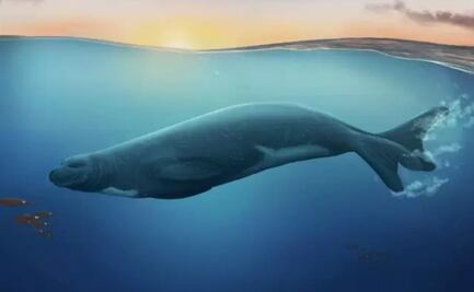 Un fósil reescribe la historia evolutiva de las focas en todo el mundo