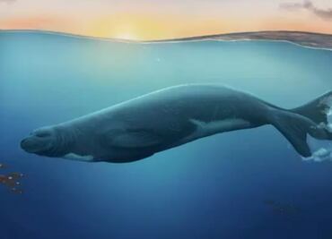 Un fósil reescribe la historia evolutiva de las focas en todo el mundo