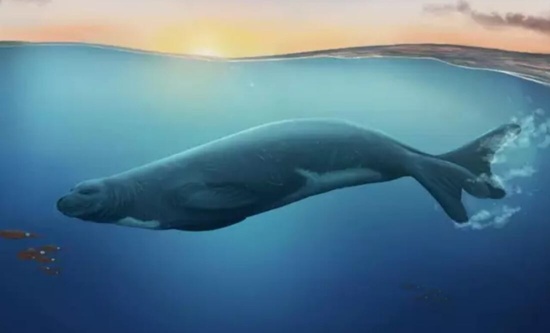 Impresión artística de la foca monje. Foto: MUSEUM OF NEW ZEALAND TE PAPA vía Europa Press