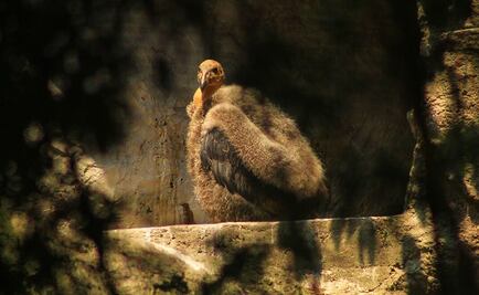 Nace Cóndor de California en Zoológico de Chapultepec