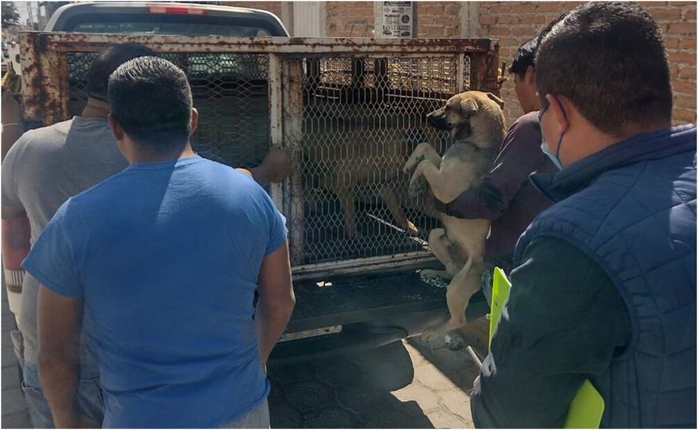 Perros atacan a jóvenes en Metepec. Foto: Especial