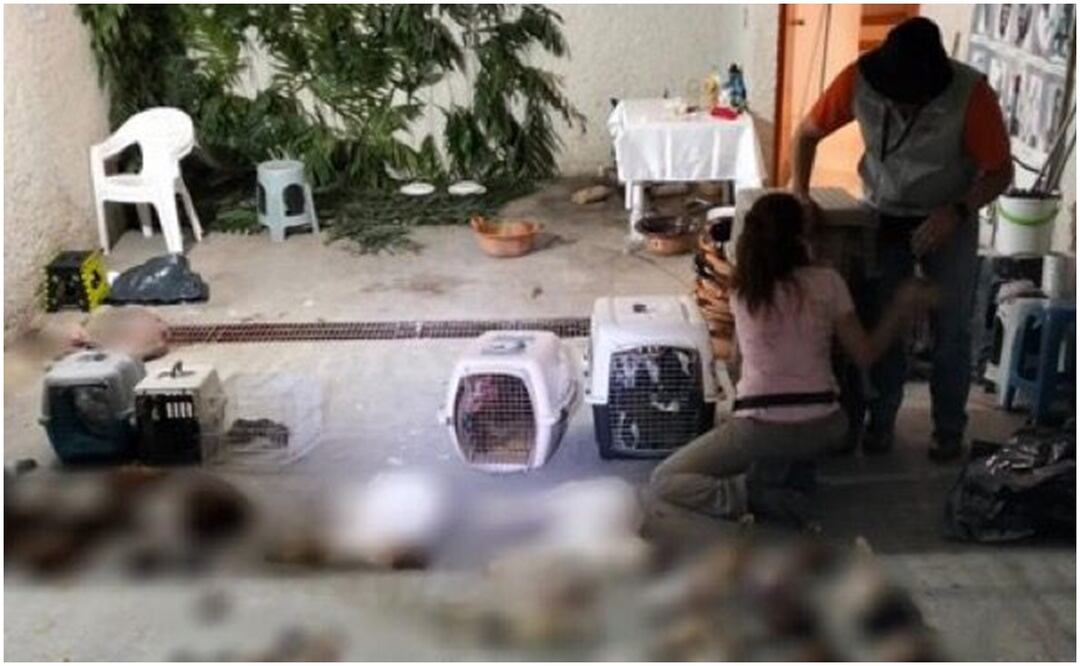 Los vecinos indicaron que no es la primera vez que detectan la operación de casas de santeros que sacrifican animales en rituales, “hay por lo menos cinco casas similares”, afirmaron. Foto: Especial