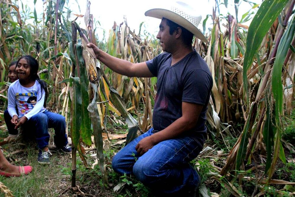 “Ayer cayó la bendición (la lluvia), pero ya todas las plantas se echaron a perder”, cuenta Jaime Torres, un tojolabal de la comunidad las Cañadas en Veracruz. 