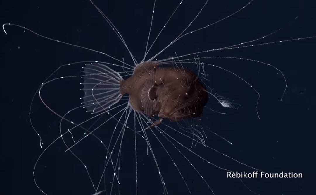 Pez Rape/Fotograma: Rebikoff Foundation