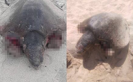 Perros atacan a tortugas marinas en playas de BCS y matan a dos; buscan a dueños  