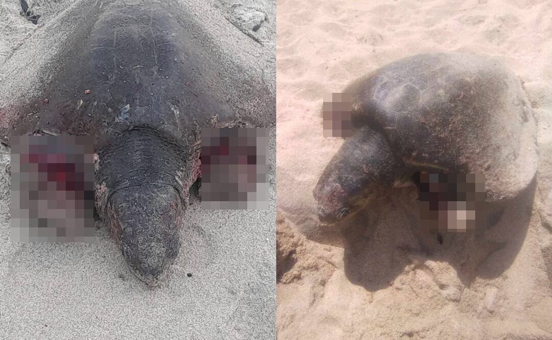 Perros atacan a tortugas marinas en playas de Baja California Sur. Foto: Especial
