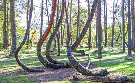 El Bosque Torcido: nadie sabe por qué sus árboles crecen así