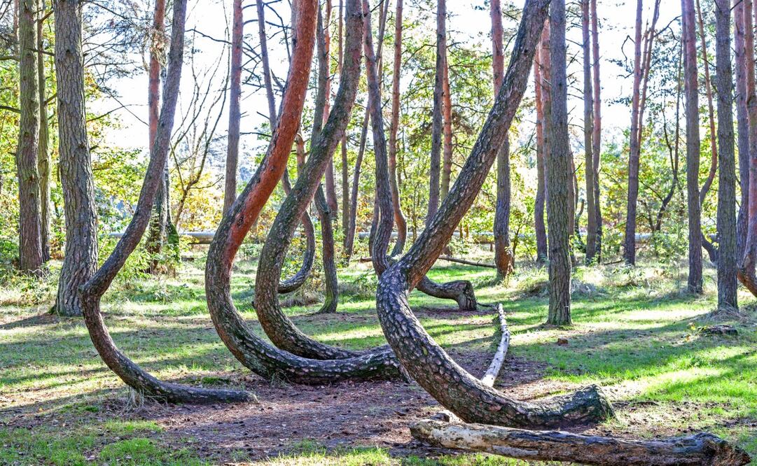 El Bosque Torcido se encuentra al noroeste de Polonia, cerca de la frontera con Alemania. Foto: iStock