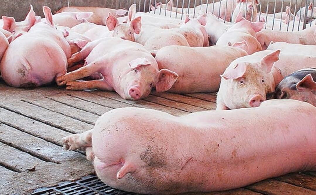 Foto: Archivo/ EL UNIVERSAL