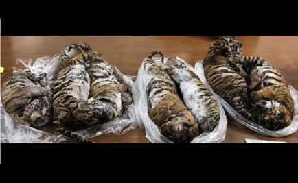 Hallan siete tigres congelados en un auto en Vietnam