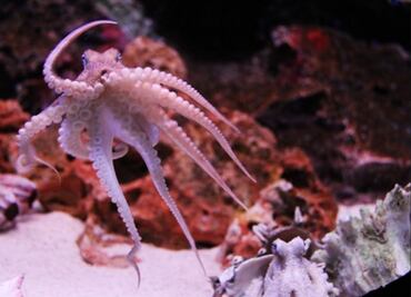 El genoma de los pulpos demuestra que son "como extraterrestres"