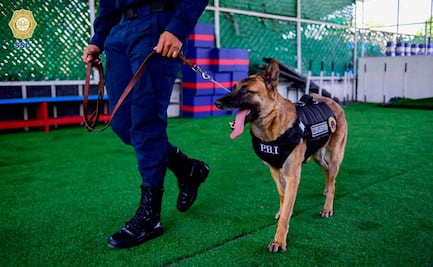 Suma la PBI a cuatro binomios caninos