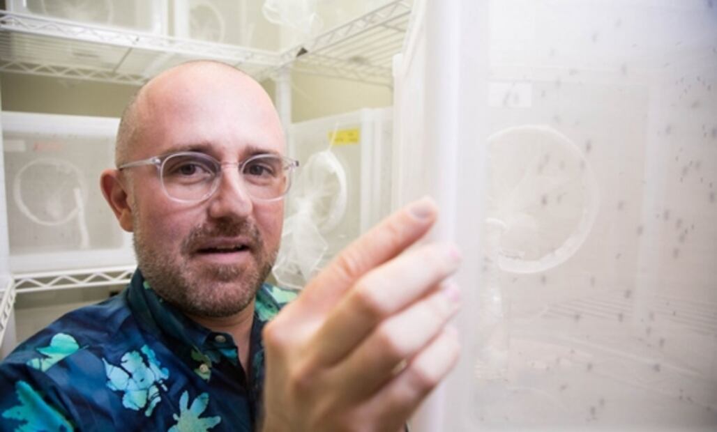 Identifican el gen que atrae a los mosquitos al sudor humano