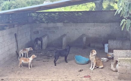 Rescatan a 15 perritos en condiciones de abandono en Calpulalpan, Tlaxcala; investigan maltrato animal