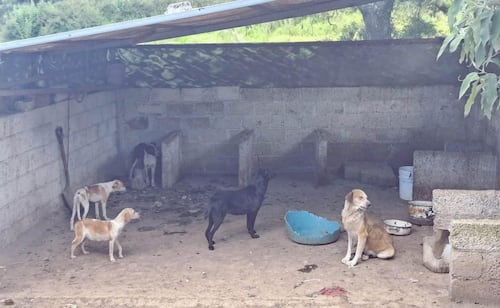 Rescatan a 15 perritos en condiciones de abandono en Calpulalpan, Tlaxcala; investigan maltrato animal