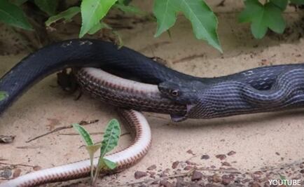 Serpiente vomita a otra serpiente